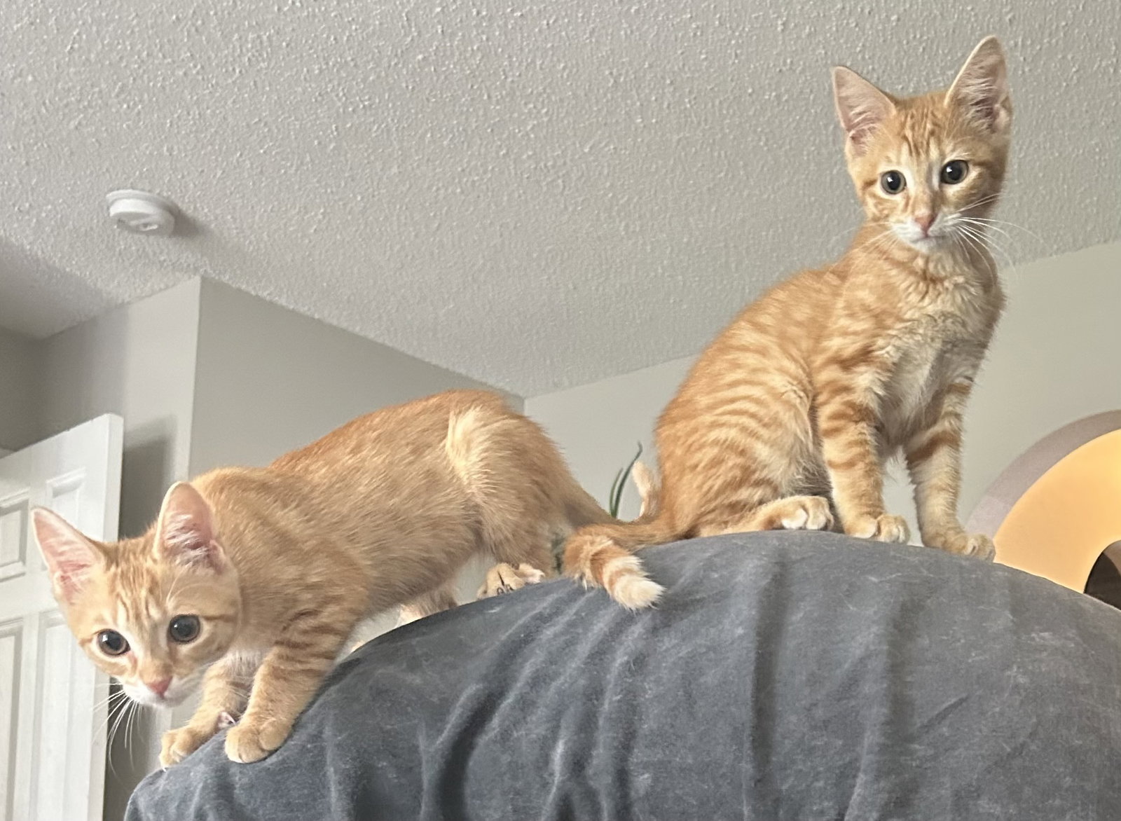 Clementine & Arika, Domestic Short Hair