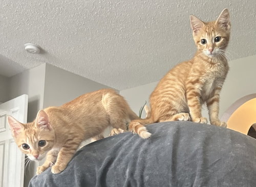 Clementine & Arika, a cat for adoption from Springfield Kitty Cat Shack Rescue