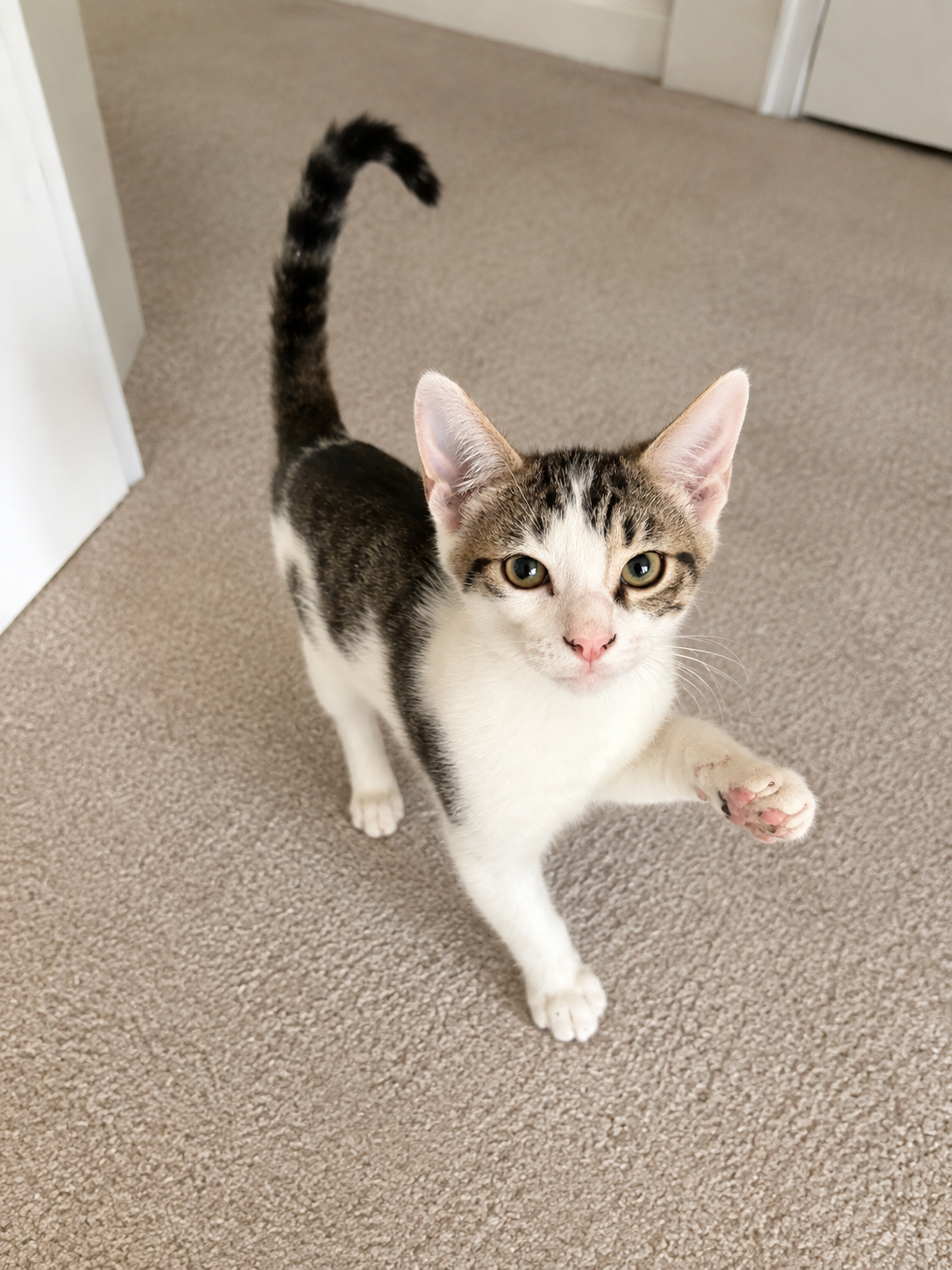 Frisco =^.^=, Domestic Short Hair