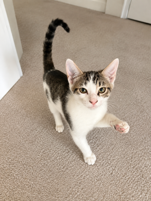 Frisco =^.^=, a cat for adoption from Springfield Kitty Cat Shack Rescue