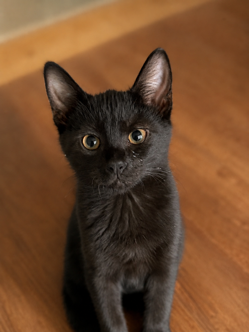 Franny =^.^=, a cat for adoption from Springfield Kitty Cat Shack Rescue