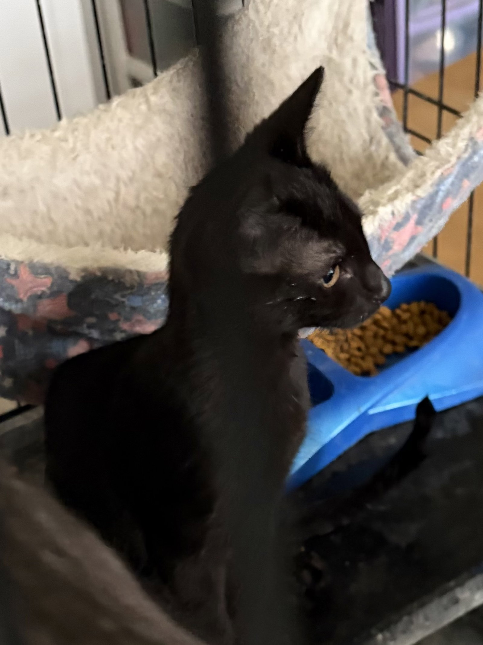 Faye =^.^=, Domestic Short Hair