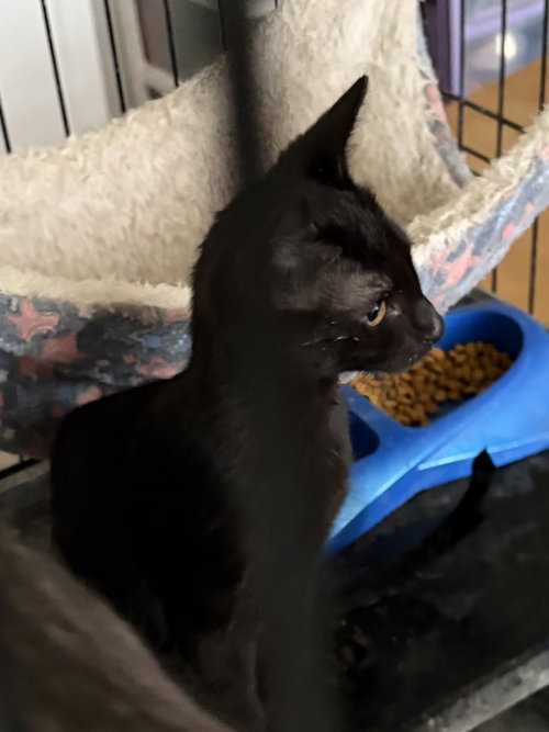 Faye =^.^=, a cat for adoption from Springfield Kitty Cat Shack Rescue