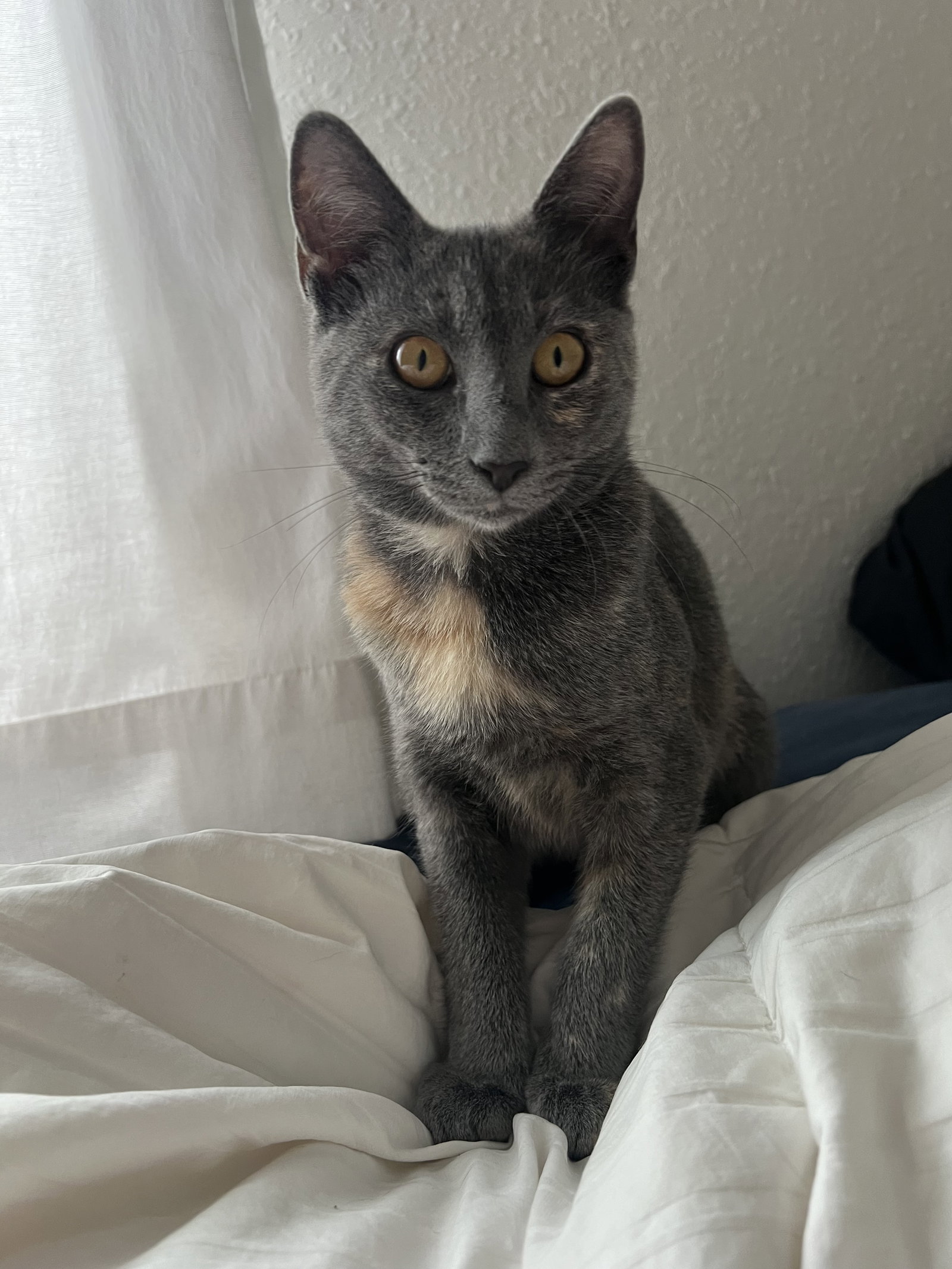 Smidge =^.^=, Domestic Short Hair