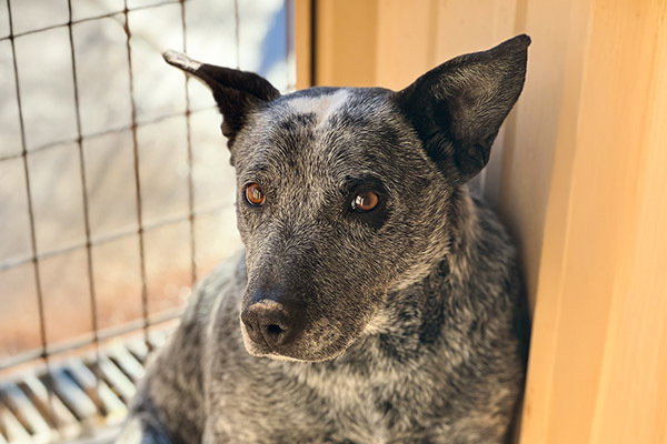 Australian Cattle Dog