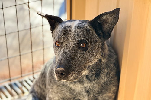 Paw Paw, a dog for adoption from Mountainair Animal Control Shelter