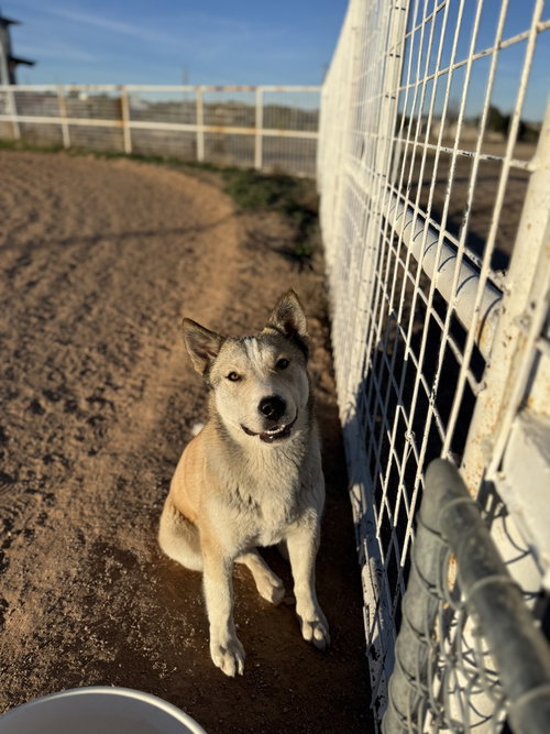 Kesha, an adoptable Husky in Mountainair, NM