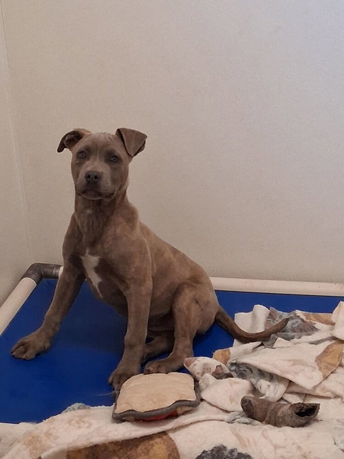 Strawberry, an adoptable Pit Bull Terrier in Mountainair, NM