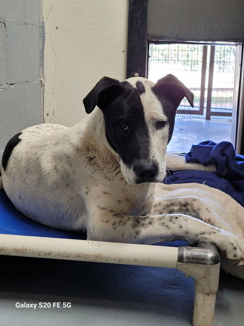 Phantom, an adoptable American Pit Bull Terrier in Mountainair, NM