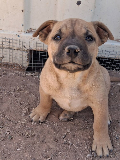 Maple, an adoptable American Pit Bull Terrier in Mountainair, NM