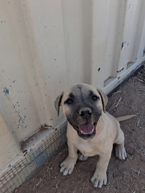 Willow, an adoptable American Pit Bull Terrier in Mountainair, NM