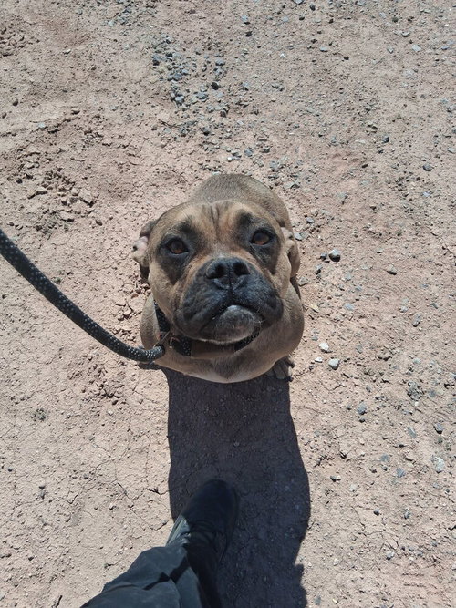 Peaches, an adoptable American Pit Bull Terrier in Mountainair, NM