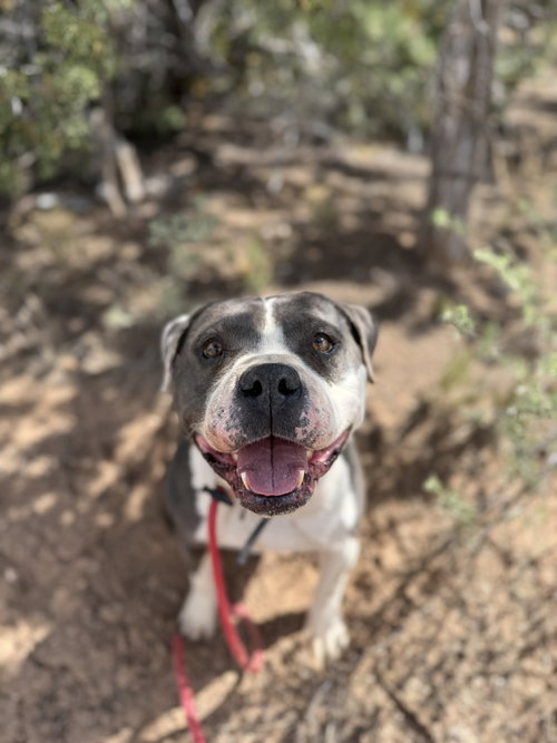 Phoenix, an adoptable American Pit Bull Terrier in Mountainair, NM