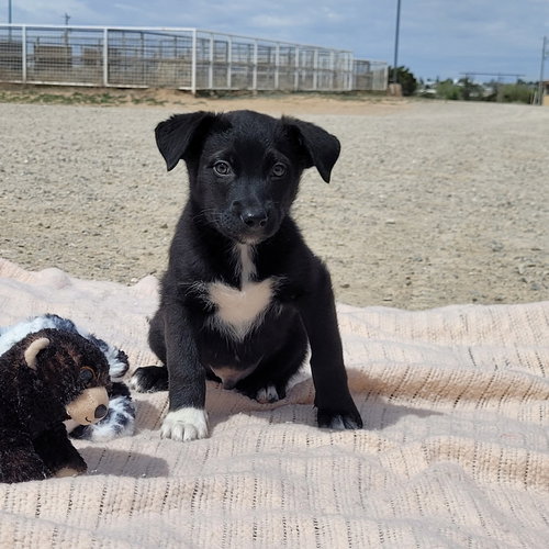 Tide, an adoptable Australian Shepherd in Mountainair, NM