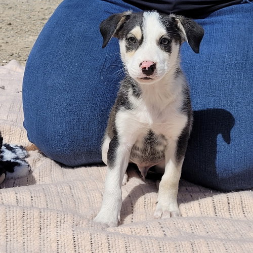 Ocean, an adoptable Australian Shepherd in Mountainair, NM