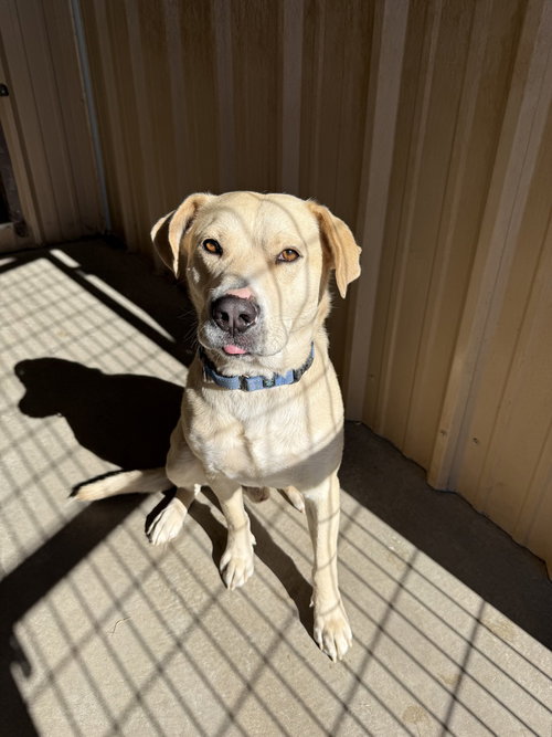 Butch, an adoptable Labrador Retriever in Mountainair, NM