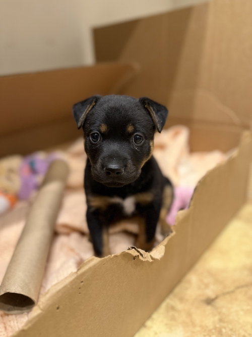 Sandia, an adoptable Rottweiler in Mountainair, NM