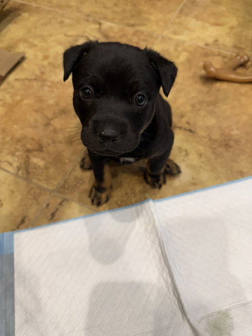 Manzano, an adoptable Rottweiler in Mountainair, NM
