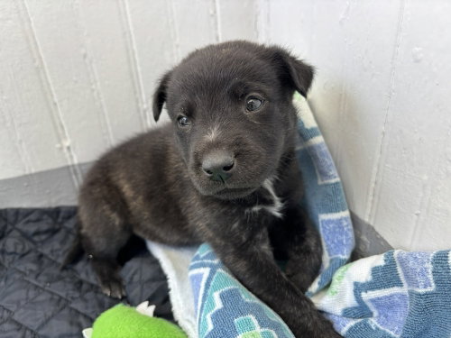 Oso, an adoptable Terrier in Mountainair, NM