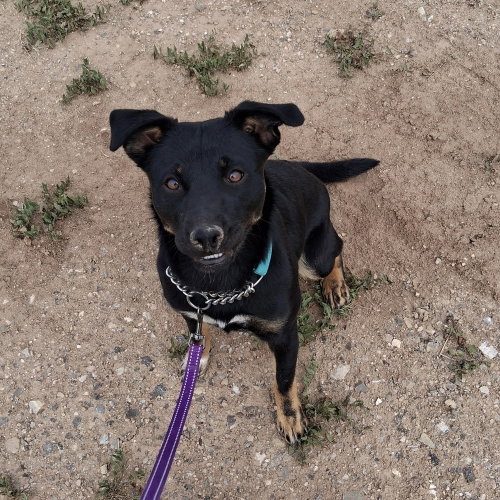 Mable, an adoptable Australian Kelpie in Mountainair, NM