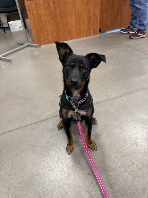 Myrtle, an adoptable Australian Kelpie in Mountainair, NM