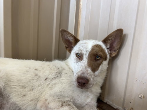 Phyllis, a dog for adoption from Mountainair Animal Control Shelter