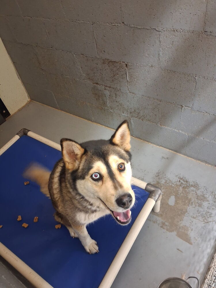 Mishka, photo 4