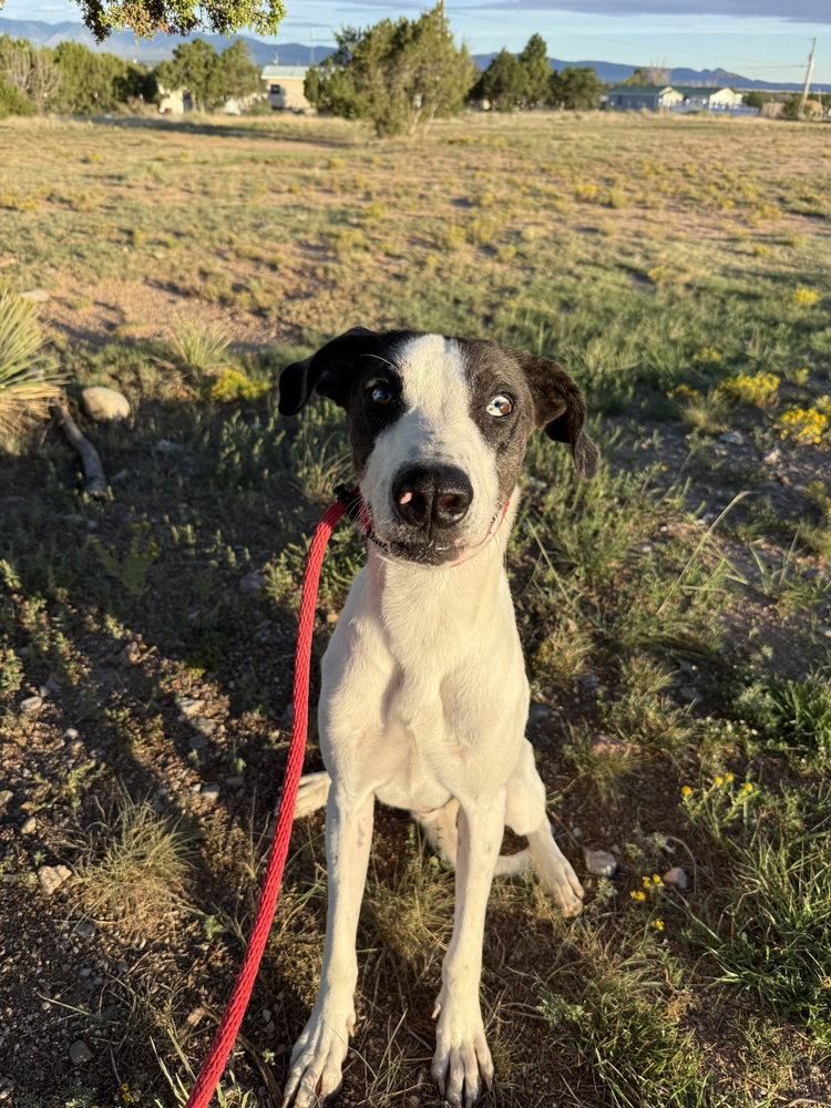 Clyde, Great Dane