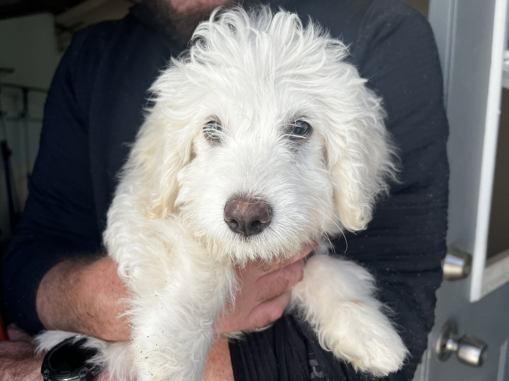 Frosty, Terrier
