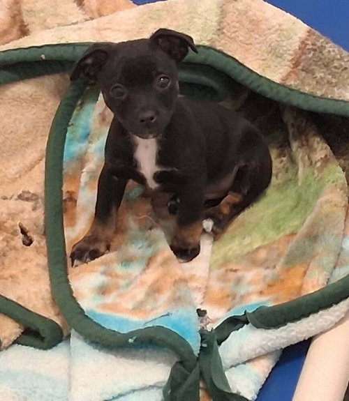 Chewy, a dog for adoption from Mountainair Animal Control Shelter