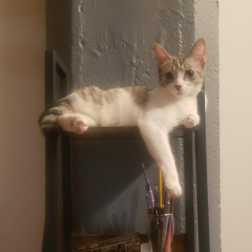 Ricki (bonded with Roy), Young Domestic Short Hair (short coat), cat for adoption in Orland Park, Illinois