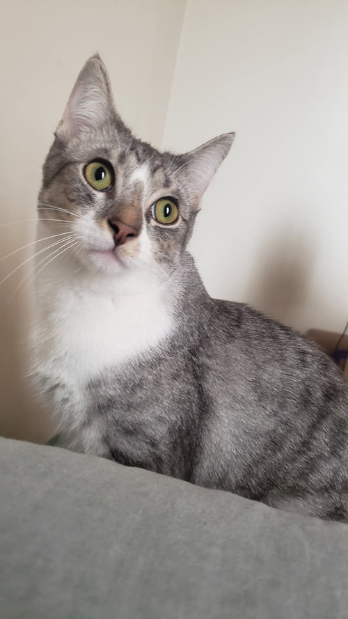 Roy (bonded with Ricki), Young Domestic Short Hair / Mixed (short coat), cat for adoption in Orland Park, Illinois