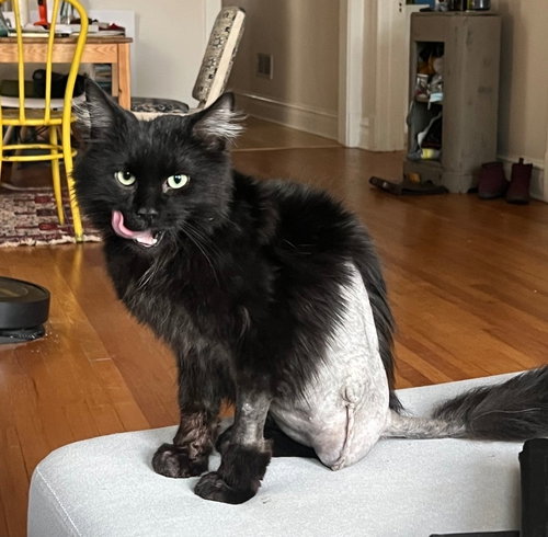 Hopper, Young Domestic Medium Hair / Mixed (medium coat), cat for adoption in Orland Park, Illinois