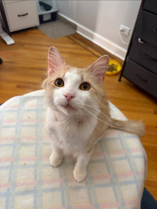 Photo 2 of Biscuit