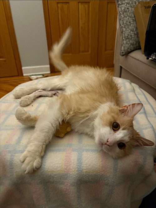 Photo 3 of Biscuit