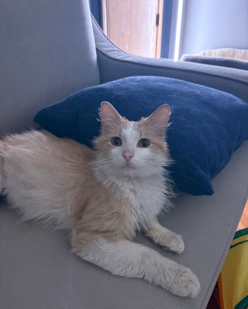 Photo 4 of Biscuit