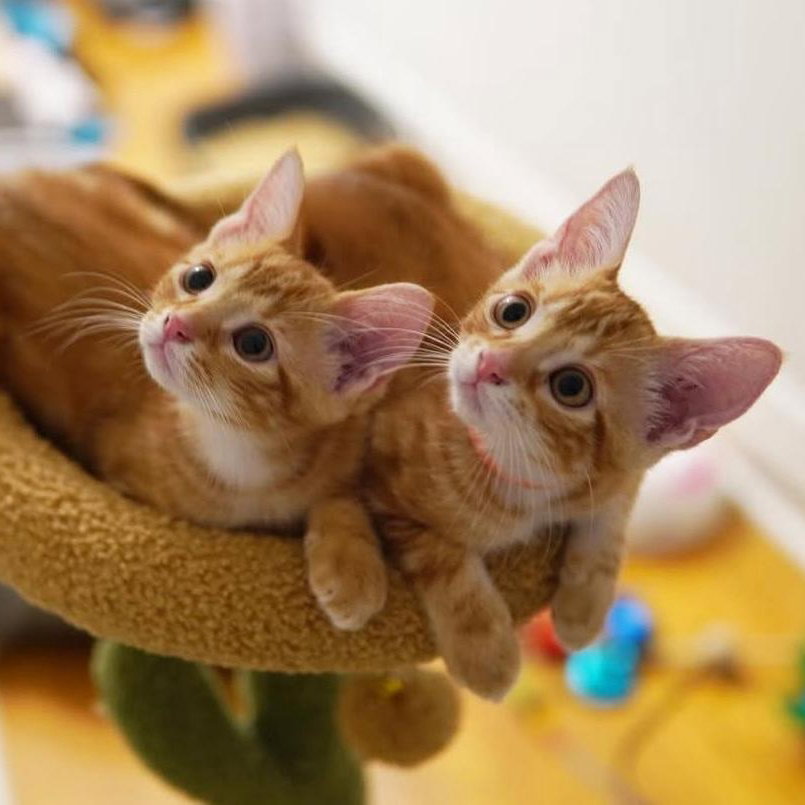 Cheeto and Dorito