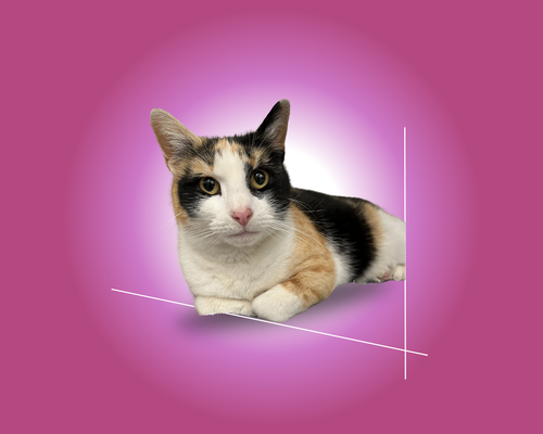 Eloise, Young Domestic Short Hair / Mixed (short coat), cat for adoption in Clifton, New Jersey