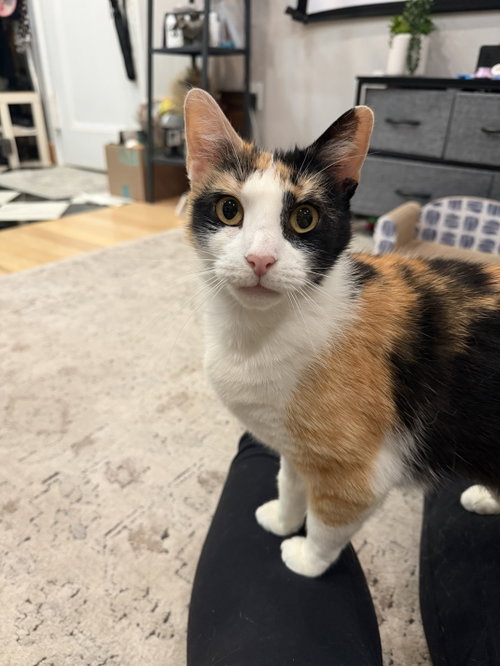 Eloise, an adoptable Domestic Short Hair in New york, NY