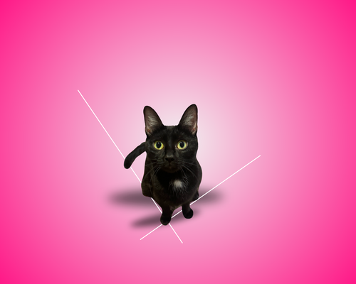 Mimi, Young Domestic Short Hair / Mixed (short coat), cat for adoption in Clifton, New Jersey