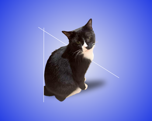 Mugzy, Adult Domestic Short Hair / Mixed (short coat), cat for adoption in Clifton, New Jersey