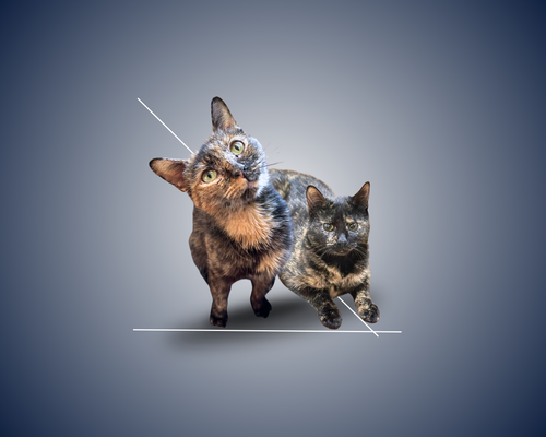 Millie & Lillie, Young Domestic Short Hair / Mixed (short coat), cat for adoption in Clifton, New Jersey