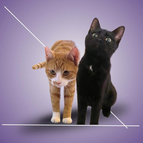 Cacio & Pepe, Young Domestic Short Hair / Mixed (short coat), cat for adoption in Clifton, New Jersey