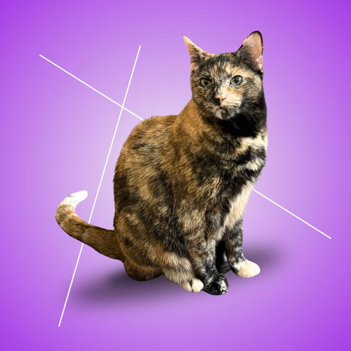 Ellie, Adult Domestic Short Hair / Mixed (short coat), cat for adoption in Clifton, New Jersey