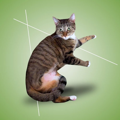 Bones, Adult Domestic Short Hair / Mixed (short coat), cat for adoption in Clifton, New Jersey