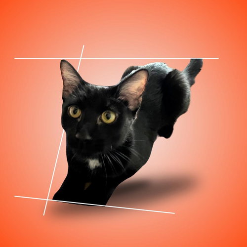 Yolette Jr., Adult Domestic Short Hair / Mixed (short coat), cat for adoption in Clifton, New Jersey