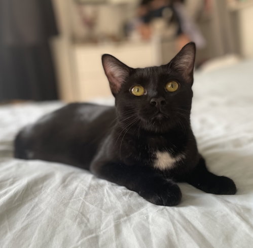 Yolette Jr., an adoptable Domestic Short Hair in New york, NY