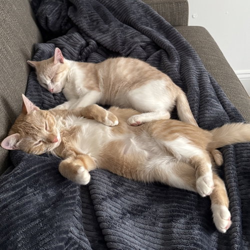 Ginger and Smooch, an adoptable Domestic Short Hair in New york, NY