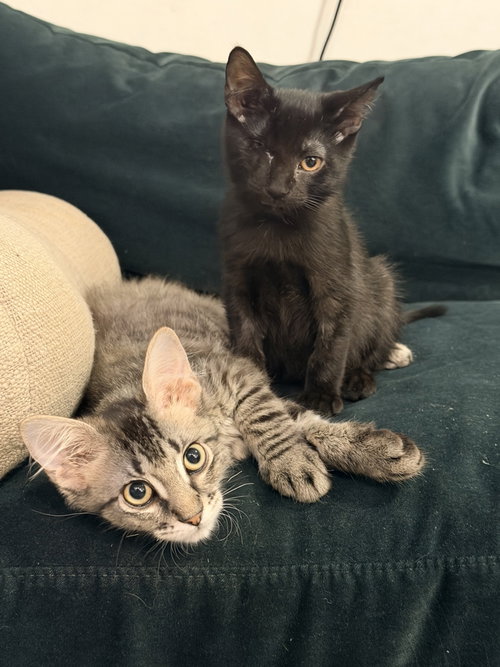 Grover & Crumb, an adoptable Domestic Short Hair in New york, NY