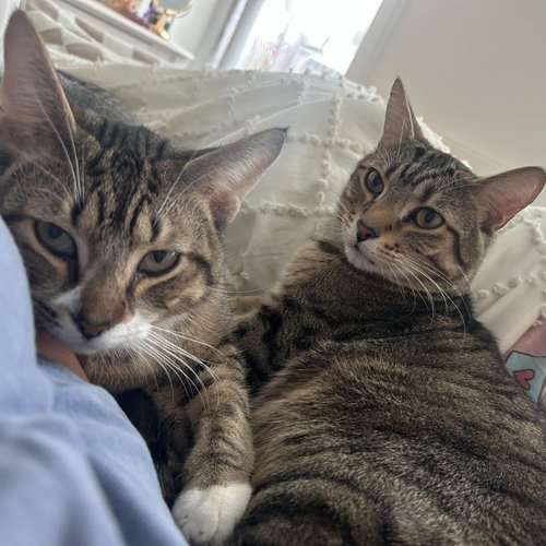 Bigfoot & Littlefoot, an adoptable Domestic Short Hair in New york, NY